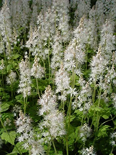 Running Tapestry Foamflower